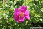 Photo: Rosa rugosa 51.