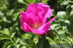 Photo: Rosa rugosa 52.