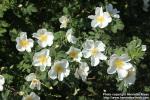 Photo: Rosa pimpinellifolia 40.