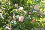 Photo: Rosa acicularis 13.