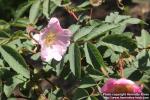 Photo: Rosa acicularis 14.