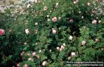 Photo: Rosa centifolia 2.