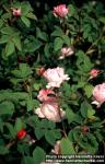 Photo: Rosa centifolia 3.