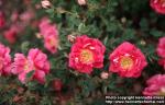 Photo: Rosa pimpinellifolia 13.