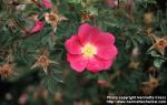 Photo: Rosa pimpinellifolia 7.