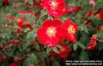 Photo: Rosa pimpinellifolia hybr 3.