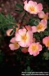 Photo: Rosa pimpinellifolia hybr 5.