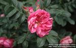 Photo: Rosa rugosa 15.