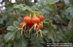 Photo: Rosa rugosa 17.