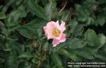 Photo: Rosa rugosa hybr 1.