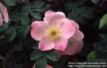 Photo: Rosa rugosa hybr 3.