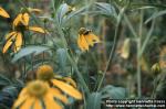 Photo: Rudbeckia laciniata 1.