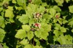 Photo: Rubus parvifolius 2.