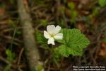 Photo: Rubus chamaemorus 5.