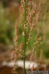 Photo: Rumex acetosa 1.