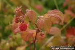 Photo: Rubus idaeus 4.