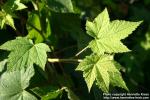 Photo: Rubus odoratus 7.