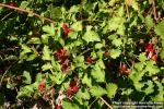 Photo: Rubus parvifolius 4.