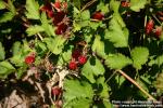 Photo: Rubus parvifolius 5.