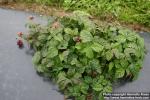 Photo: Rubus arcticus 1.