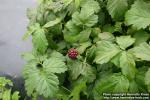 Photo: Rubus arcticus 2.