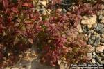 Photo: Rubus saxatilis 5.