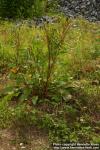 Photo: Rumex obtusifolius 0.