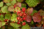 Photo: Rubus parvifolius 8.