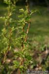 Photo: Rubus idaeus 09.