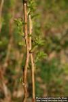 Photo: Rubus idaeus 11.