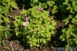 Photo: Rubus arcticus 4.