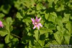 Photo: Rubus arcticus 5.