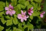 Photo: Rubus arcticus 9.