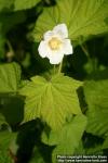 Photo: Rubus parviflorus 4.