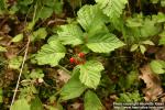 Photo: Rubus saxatilis 7.