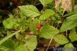 Photo: Rubus saxatilis 8.