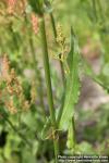 Photo: Rumex thyrsiflorus 2.