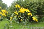 Photo: Rudbeckia laciniata 5.