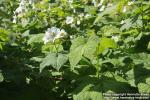 Photo: Rubus parviflorus 7.