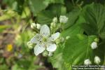 Photo: Rubus 10.