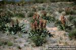 Photo: Rumex hymenosepalus.