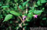 Photo: Rubus spectabilis 1.