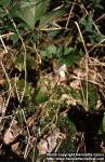 Photo: Rubus chamaemorus 6.