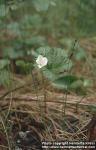 Photo: Rubus chamaemorus 3.