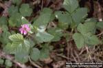 Photo: Rubus arcticus.