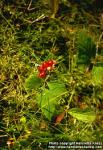 Photo: Rubus saxatilis 4.