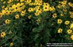 Photo: Rudbeckia fulgida 1.