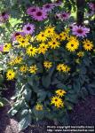 Photo: Rudbeckia fulgida.