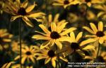 Photo: Rudbeckia hirta 3.