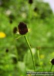 Photo: Rudbeckia occidentalis.